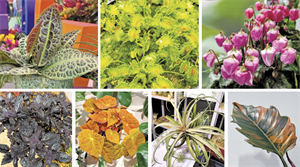 Left-to-right (from top): Kura Kura, Zipp, Windbell, Coleus, Begonia, Tillandsia, Philodendron - credit all images: Michael Perry